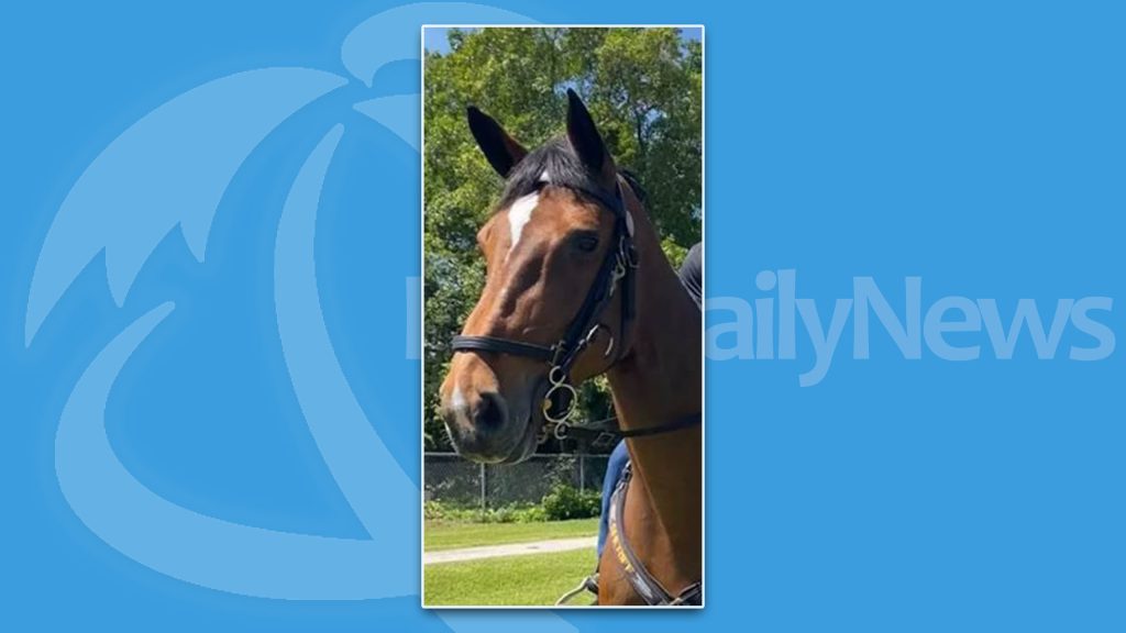 Vanessa, a horse with the PBSO Mounted Unit, passed away Nov. 2024. (Photo: PBSO)