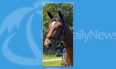 Vanessa, a horse with the PBSO Mounted Unit, passed away Nov. 2024. (Photo: PBSO)