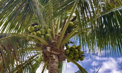 Coconuts in a palm tree. (Photo: Boca Daily News)