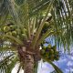 Coconuts in a palm tree. (Photo: Boca Daily News)