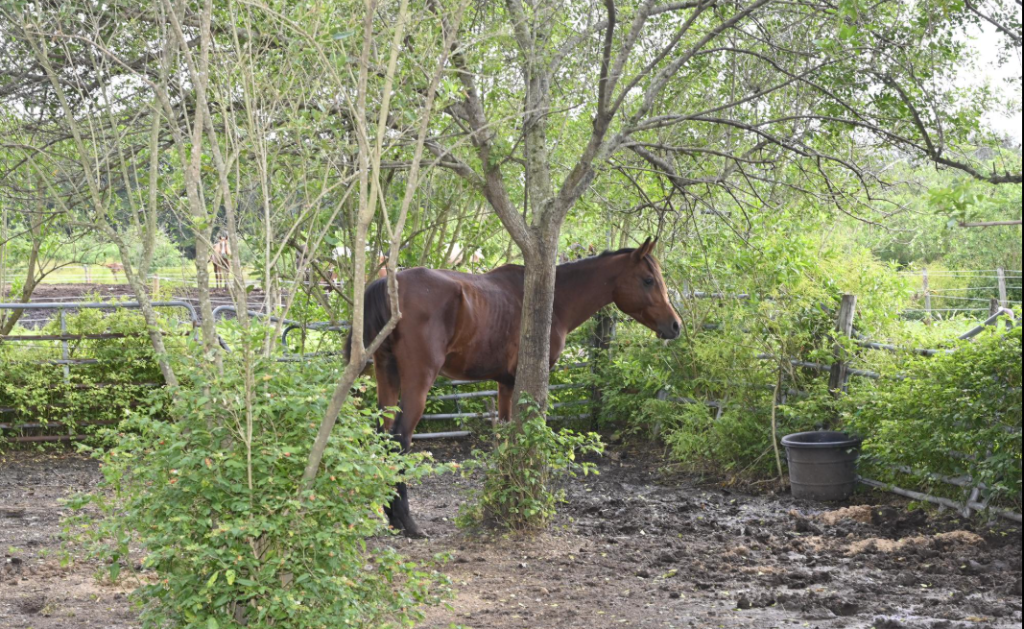 James Marinakis, of Boca Raton, is charged with animal cruelty after horses were seized from his property, Nov. 21, 2025. (Photo: PBSO)