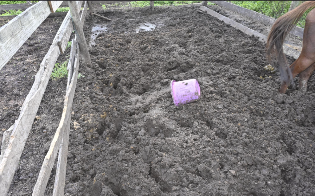 James Marinakis, of Boca Raton, is charged with animal cruelty after horses were seized from his property, Nov. 21, 2025. (Photo: PBSO)
