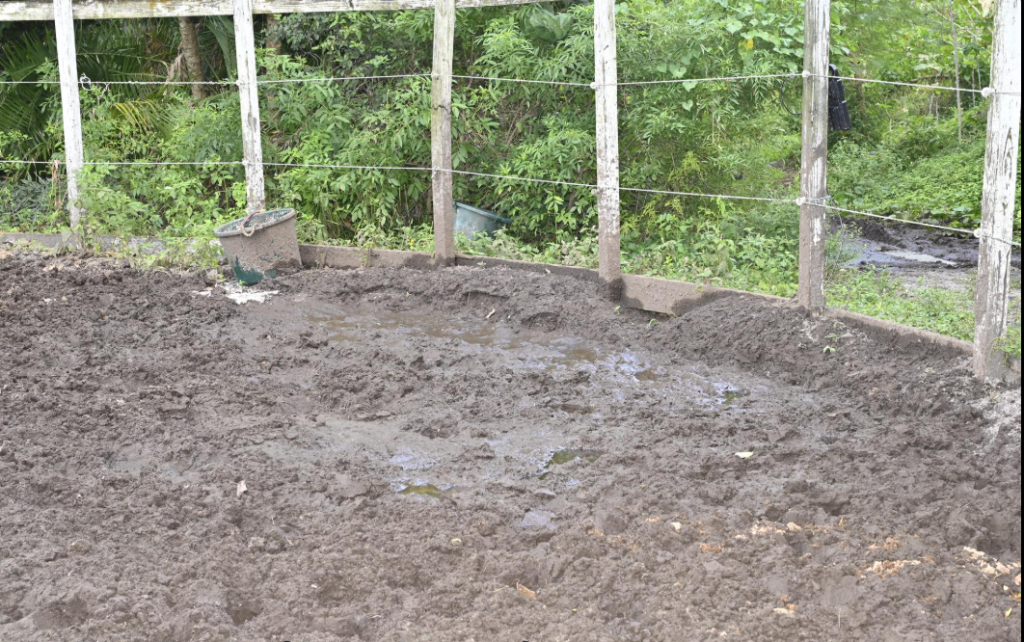 James Marinakis, of Boca Raton, is charged with animal cruelty after horses were seized from his property, Nov. 21, 2025. (Photo: PBSO)