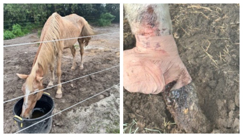 James Marinakis, of Boca Raton, is charged with animal cruelty after horses were seized from his property, Nov. 21, 2025. (Photo: PBSO)