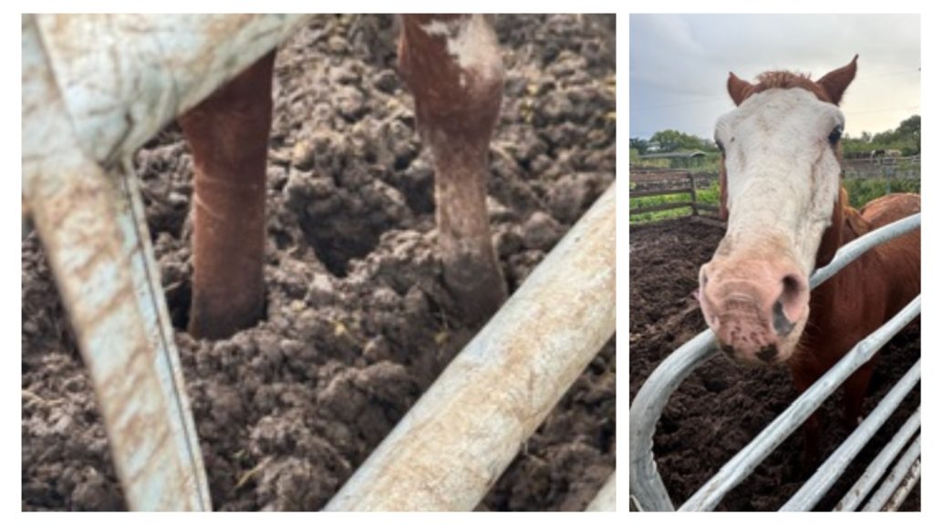 James Marinakis, of Boca Raton, is charged with animal cruelty after horses were seized from his property, Nov. 21, 2025. (Photo: PBSO)