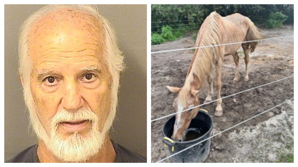 James Marinakis, of Boca Raton, is charged with animal cruelty after horses were seized from his property, Nov. 21, 2025. (Photo: PBSO)