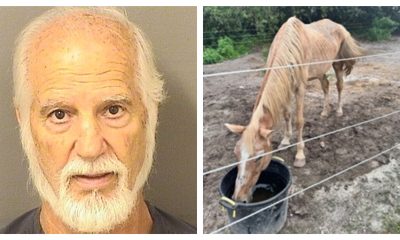 James Marinakis, of Boca Raton, is charged with animal cruelty after horses were seized from his property, Nov. 21, 2025. (Photo: PBSO)
