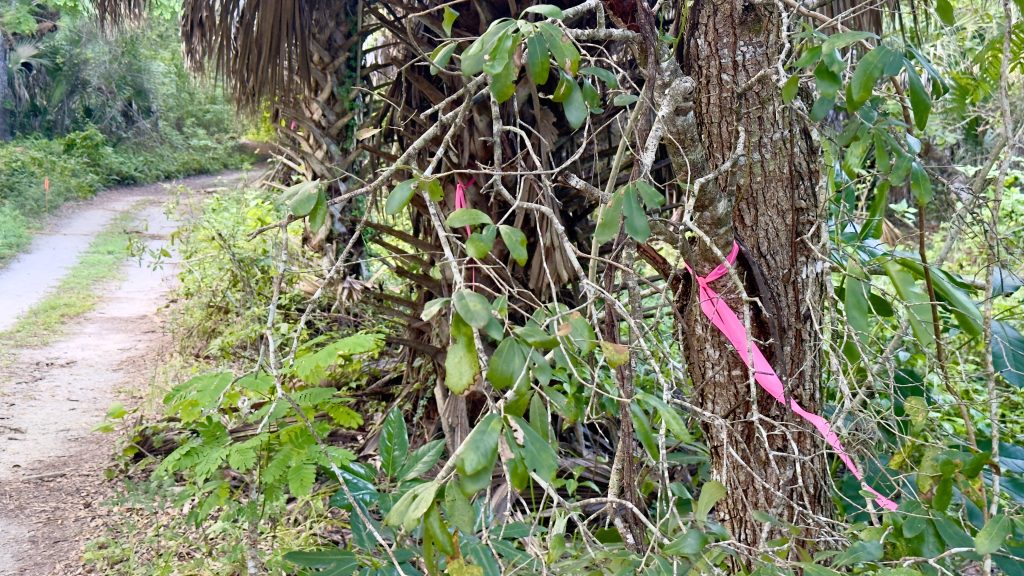 Tagged trees at Sugar Sand Park, Boca Raton, FL. (Photo: Boca Daily News)