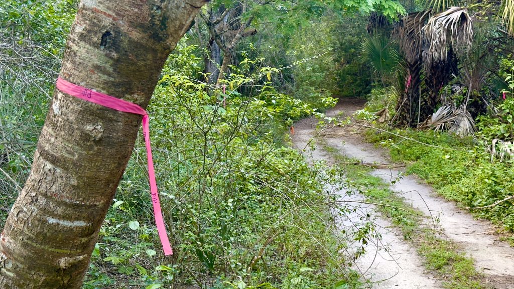 Tagged trees at Sugar Sand Park, Boca Raton, FL. (Photo: Boca Daily News)