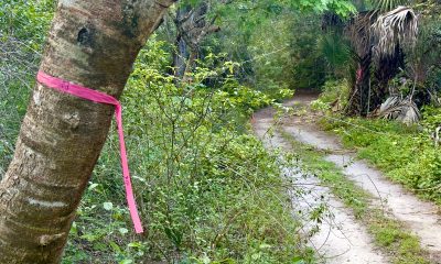 Tagged trees at Sugar Sand Park, Boca Raton, FL. (Photo: Boca Daily News)