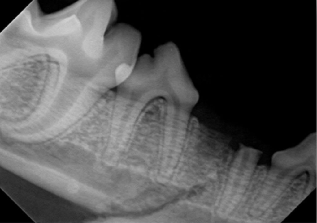 A miniature poodle named Cosmo, and his injuries allegedly caused by a pet daycare owner. (Photo: PBSO)
