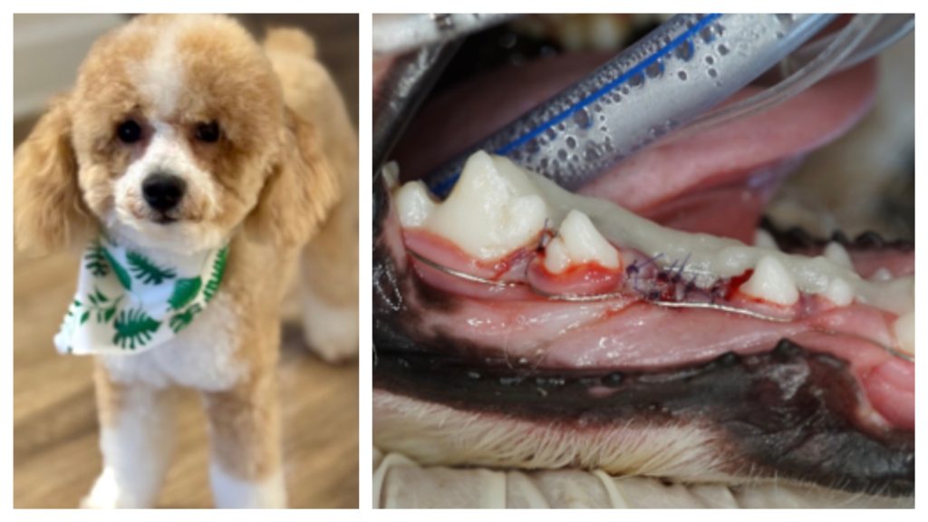 A miniature poodle named Cosmo, and his injuries allegedly caused by a pet daycare owner. (Photo: PBSO)