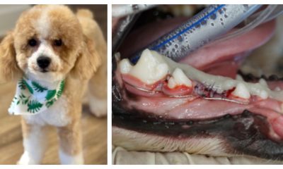 A miniature poodle named Cosmo, and his injuries allegedly caused by a pet daycare owner. (Photo: PBSO)