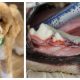 A miniature poodle named Cosmo, and his injuries allegedly caused by a pet daycare owner. (Photo: PBSO)
