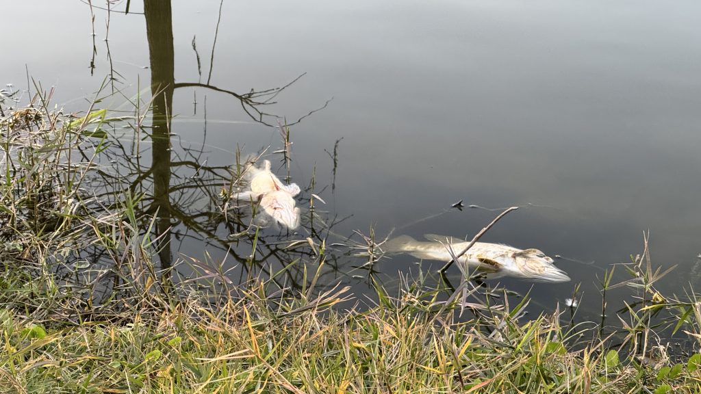 Fish washed up on the side of the Spanish River Library (Blue) Lake, Boca Raton, FL, Feb. 9, 2026. (Photo: Boca Daily News)