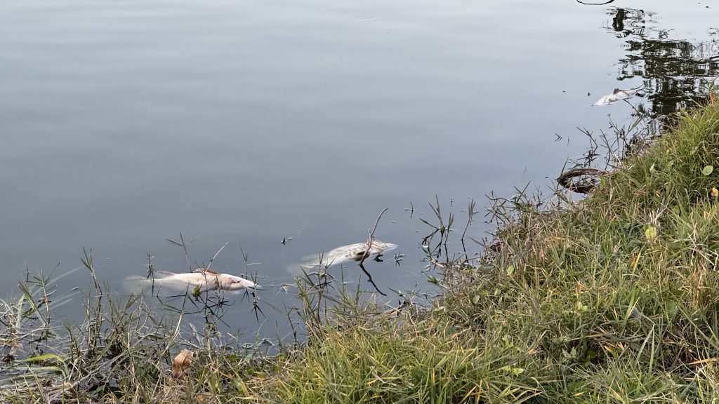 Fish washed up on the side of the Spanish River Library (Blue) Lake, Boca Raton, FL, Feb. 9, 2026. (Photo: Boca Daily News)