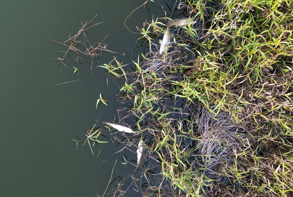 Fish washed up on the side of the Spanish River Library (Blue) Lake, Boca Raton, FL, Feb. 9, 2026. (Photo: Boca Daily News)