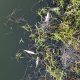Fish washed up on the side of the Spanish River Library (Blue) Lake, Boca Raton, FL, Feb. 9, 2026. (Photo: Boca Daily News)