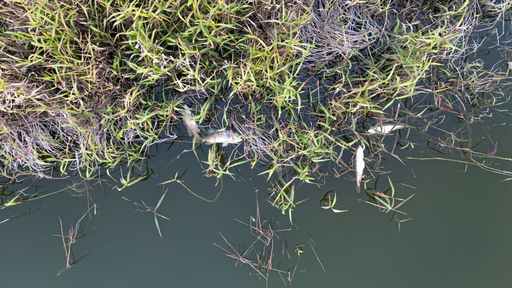 Fish washed up on the side of the Spanish River Library (Blue) Lake, Boca Raton, FL, Feb. 9, 2026. (Photo: Boca Daily News)