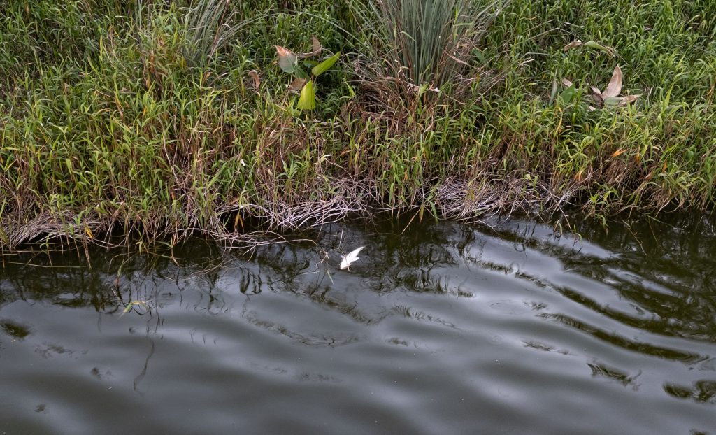 Fish washed up on the side of the Spanish River Library (Blue) Lake, Boca Raton, FL, Feb. 9, 2026. (Photo: Boca Daily News)
