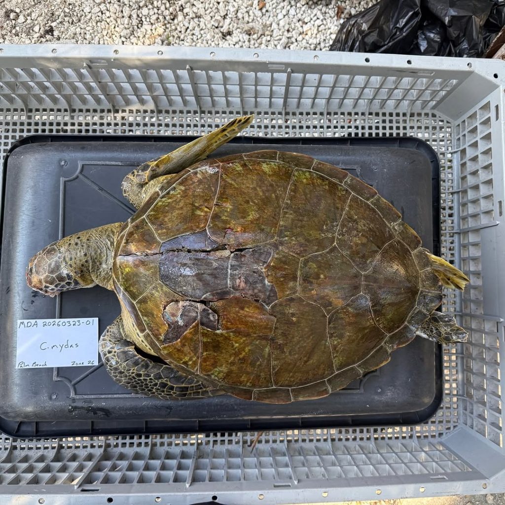 A deceased sea turtle found stranded near the Spanish River Bridge, Boca Raton, FL, March 2026. (Photo: Gumbo Limbo Nature Center)