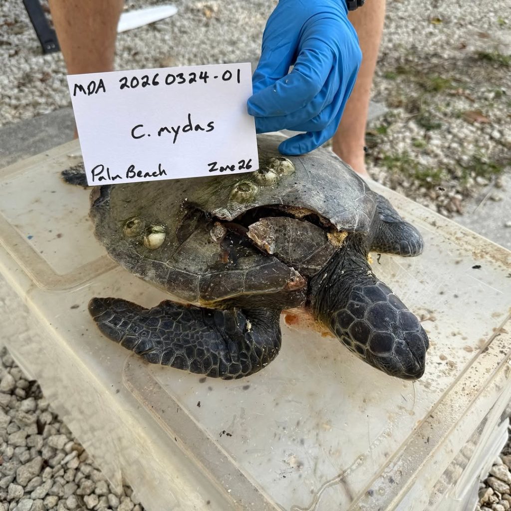 A deceased sea turtle found stranded near the Spanish River Bridge, Boca Raton, FL, March 2026. (Photo: Gumbo Limbo Nature Center)