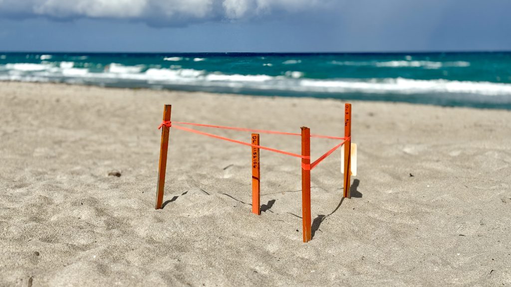 A sea turtle nest marked near Sweetwater Lane on the oceanfront in Boca Raton, FL, April 1, 2026. (Photo: Boca Daily News)