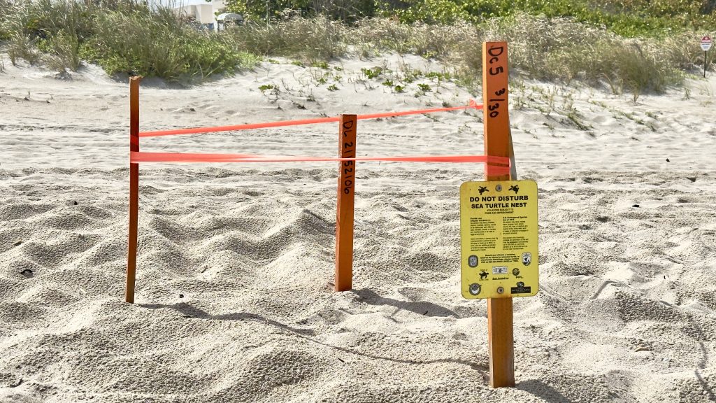 A sea turtle nest marked near Sweetwater Lane on the oceanfront in Boca Raton, FL, April 1, 2026. (Photo: Boca Daily News)