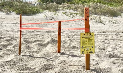 A sea turtle nest marked near Sweetwater Lane on the oceanfront in Boca Raton, FL, April 1, 2026. (Photo: Boca Daily News)