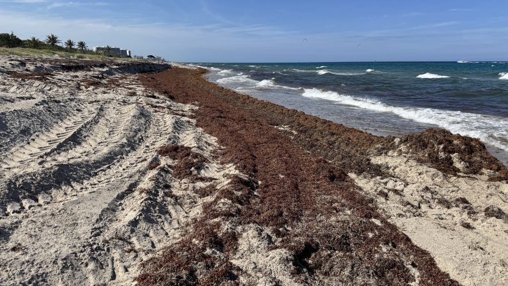 Sargassum accumulations on beaches in Boca Raton, FL, May 2026. (Photo: Boca Daily News)