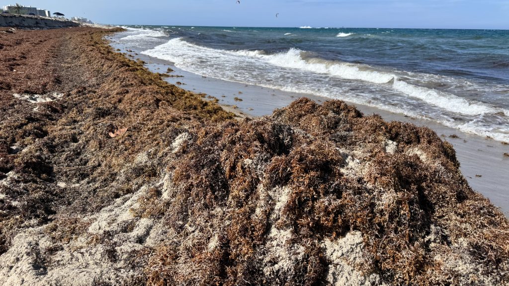 Sargassum accumulations on beaches in Boca Raton, FL, May 2026. (Photo: Boca Daily News)