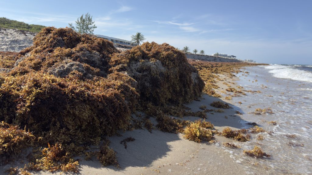 Sargassum accumulations on beaches in Boca Raton, FL, May 2026. (Photo: Boca Daily News)