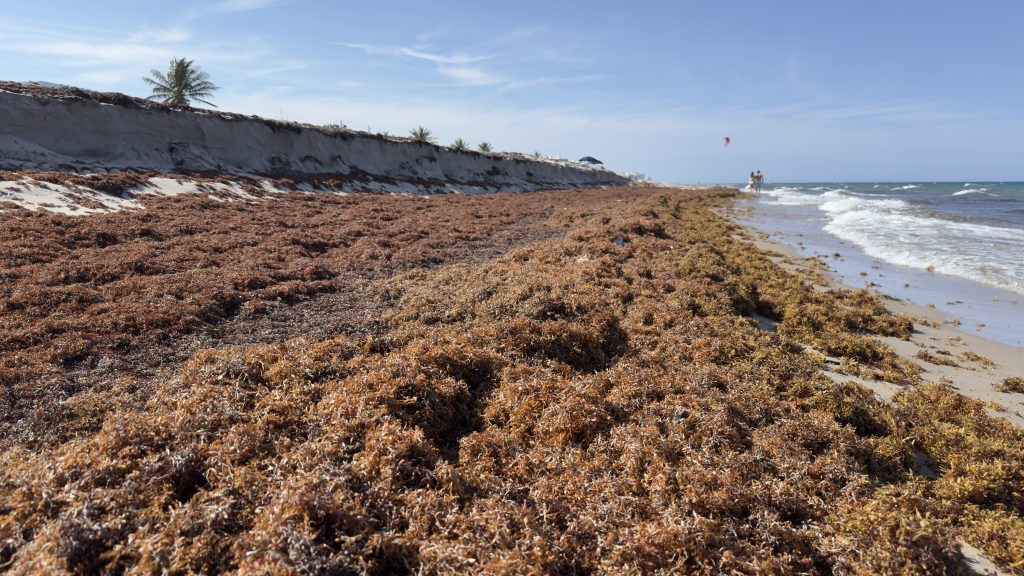 Sargassum accumulations on beaches in Boca Raton, FL, May 2026. (Photo: Boca Daily News)