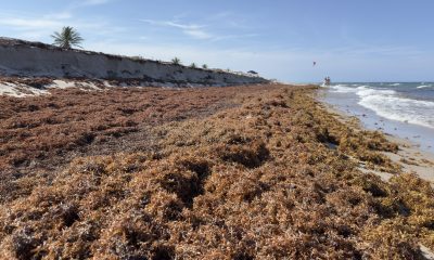 Sargassum accumulations on beaches in Boca Raton, FL, May 2026. (Photo: Boca Daily News)