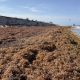 Sargassum accumulations on beaches in Boca Raton, FL, May 2026. (Photo: Boca Daily News)