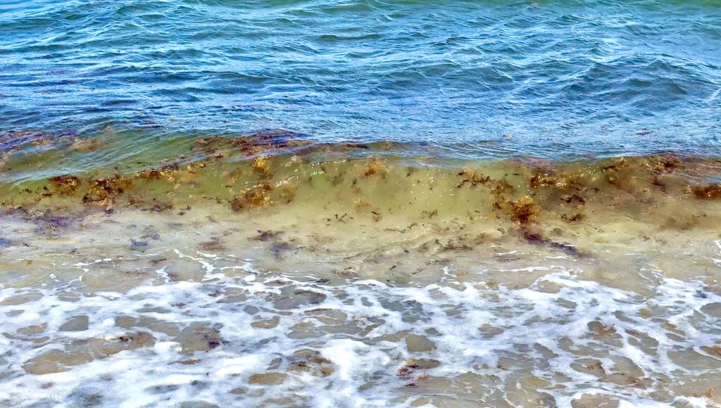 Sargassum accumulations on beaches in Boca Raton, FL, May 2026. (Photo: Boca Daily News)