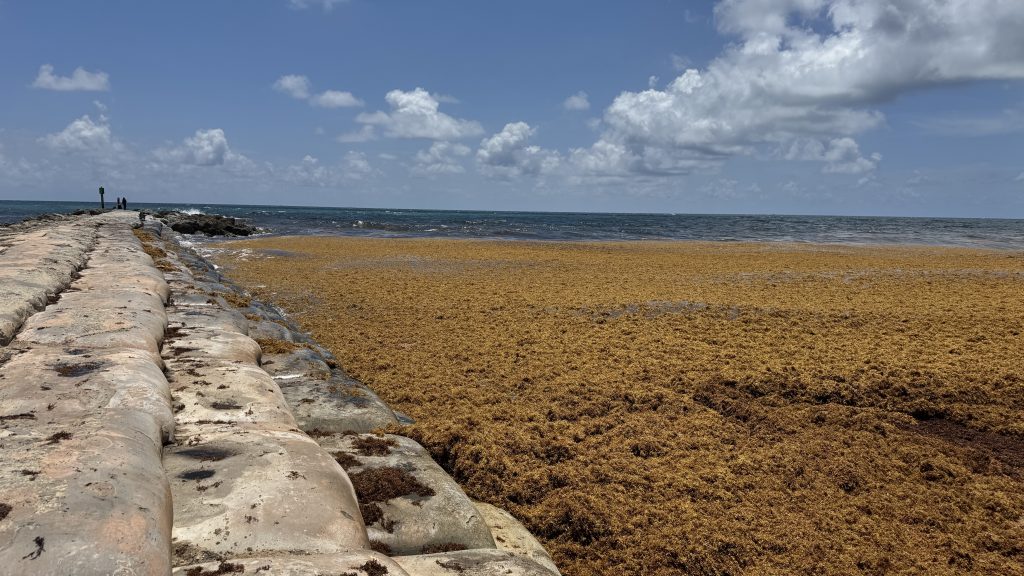 Sargassum shuts down swimming at South Inlet Park Beach, Boca Raton, FL, May 22, 2026. (Photo: Boca Daily News)