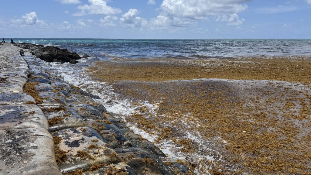 Sargassum shuts down swimming at South Inlet Park Beach, Boca Raton, FL, May 22, 2026. (Photo: Boca Daily News)