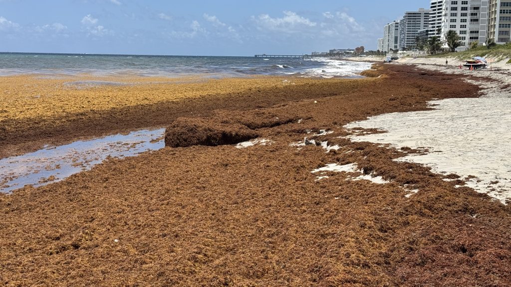 Sargassum shuts down swimming at South Inlet Park Beach, Boca Raton, FL, May 22, 2026. (Photo: Boca Daily News)