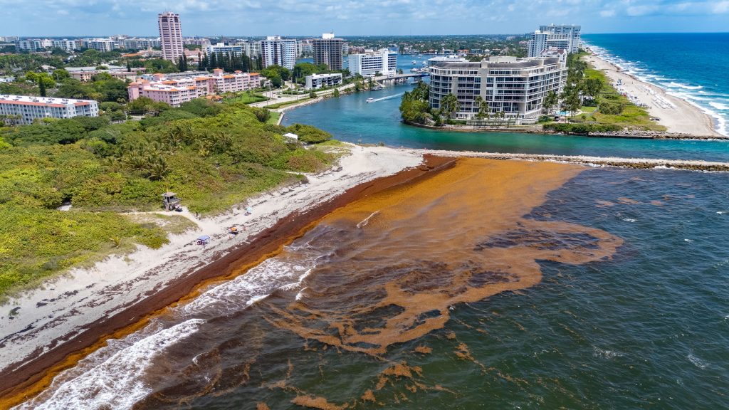Sargassum shuts down swimming at South Inlet Park Beach, Boca Raton, FL, May 22, 2026. (Photo: Boca Daily News)