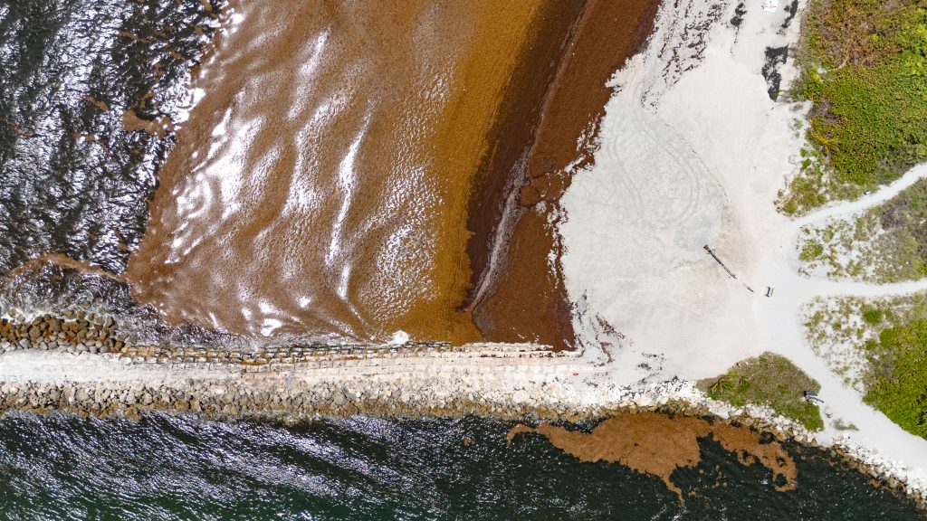 Sargassum shuts down swimming at South Inlet Park Beach, Boca Raton, FL, May 22, 2026. (Photo: Boca Daily News)