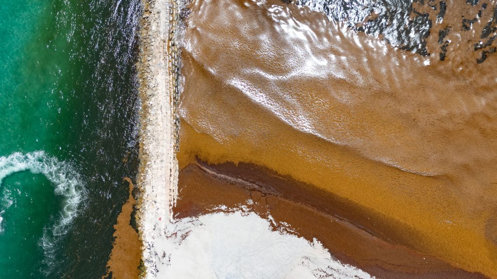 Sargassum shuts down swimming at South Inlet Park Beach, Boca Raton, FL, May 22, 2026. (Photo: Boca Daily News)