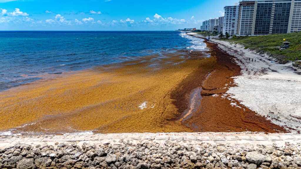 Sargassum shuts down swimming at South Inlet Park Beach, Boca Raton, FL, May 22, 2026. (Photo: Boca Daily News)