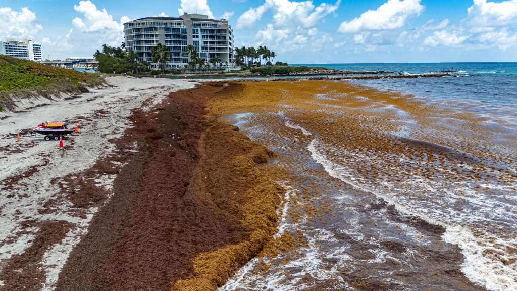 Sargassum shuts down swimming at South Inlet Park Beach, Boca Raton, FL, May 22, 2026. (Photo: Boca Daily News)