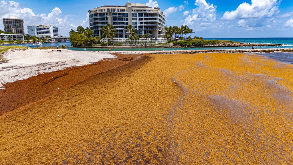 Sargassum shuts down swimming at South Inlet Park Beach, Boca Raton, FL, May 22, 2026. (Photo: Boca Daily News)