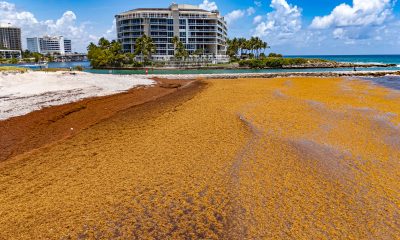 Sargassum shuts down swimming at South Inlet Park Beach, Boca Raton, FL, May 22, 2026. (Photo: Boca Daily News)