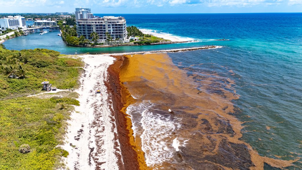 Sargassum shuts down swimming at South Inlet Park Beach, Boca Raton, FL, May 22, 2026. (Photo: Boca Daily News)