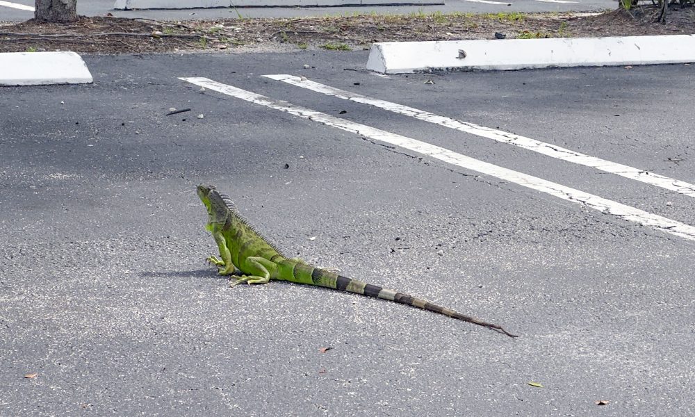 An iguana "chills" in a parking lot in Boca Raton, FL. (Photo: Boca Daily News)