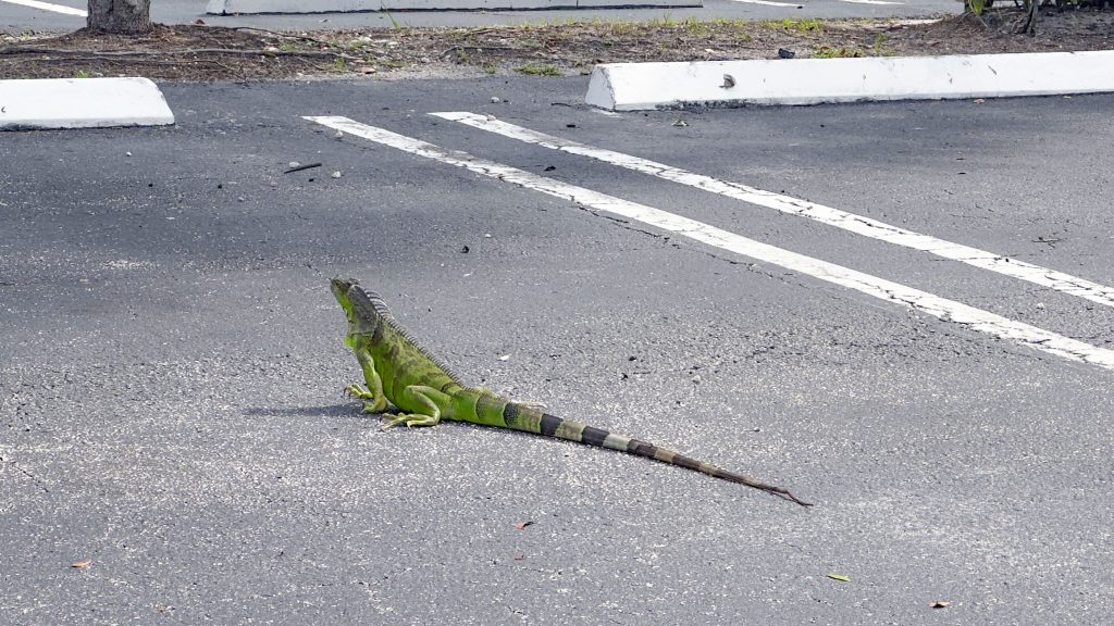 An iguana "chills" in a parking lot in Boca Raton, FL. (Photo: Boca Daily News)