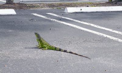 An iguana "chills" in a parking lot in Boca Raton, FL. (Photo: Boca Daily News)